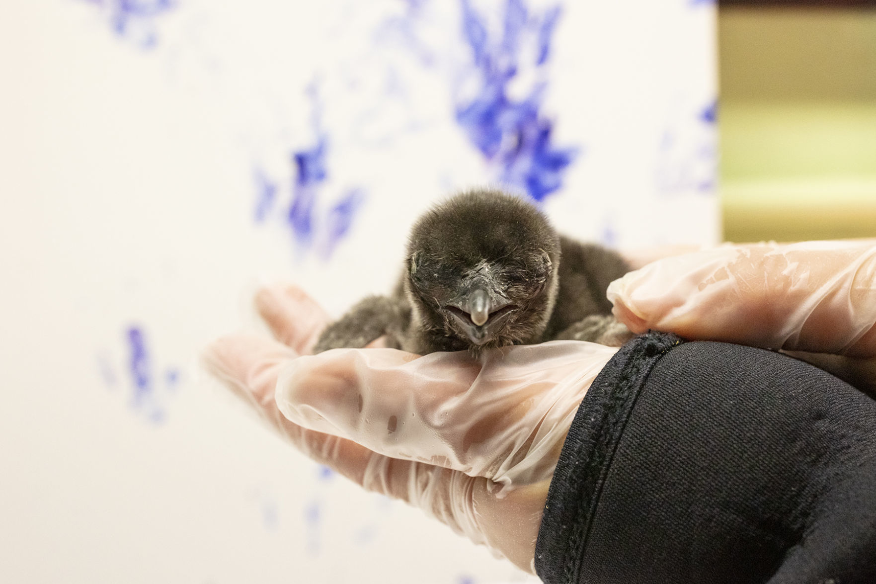 Magellanic Penguin Chick